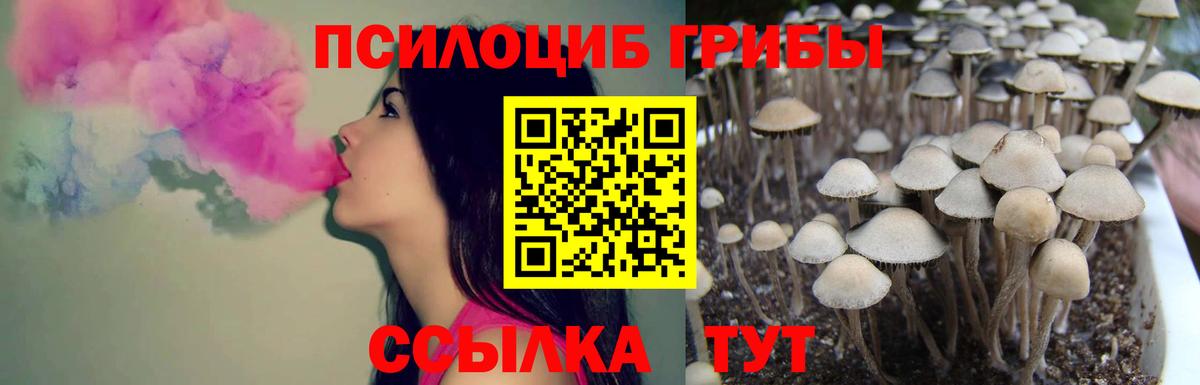 Псилоцибиновые грибы Psilocybine cubensis Чернушка